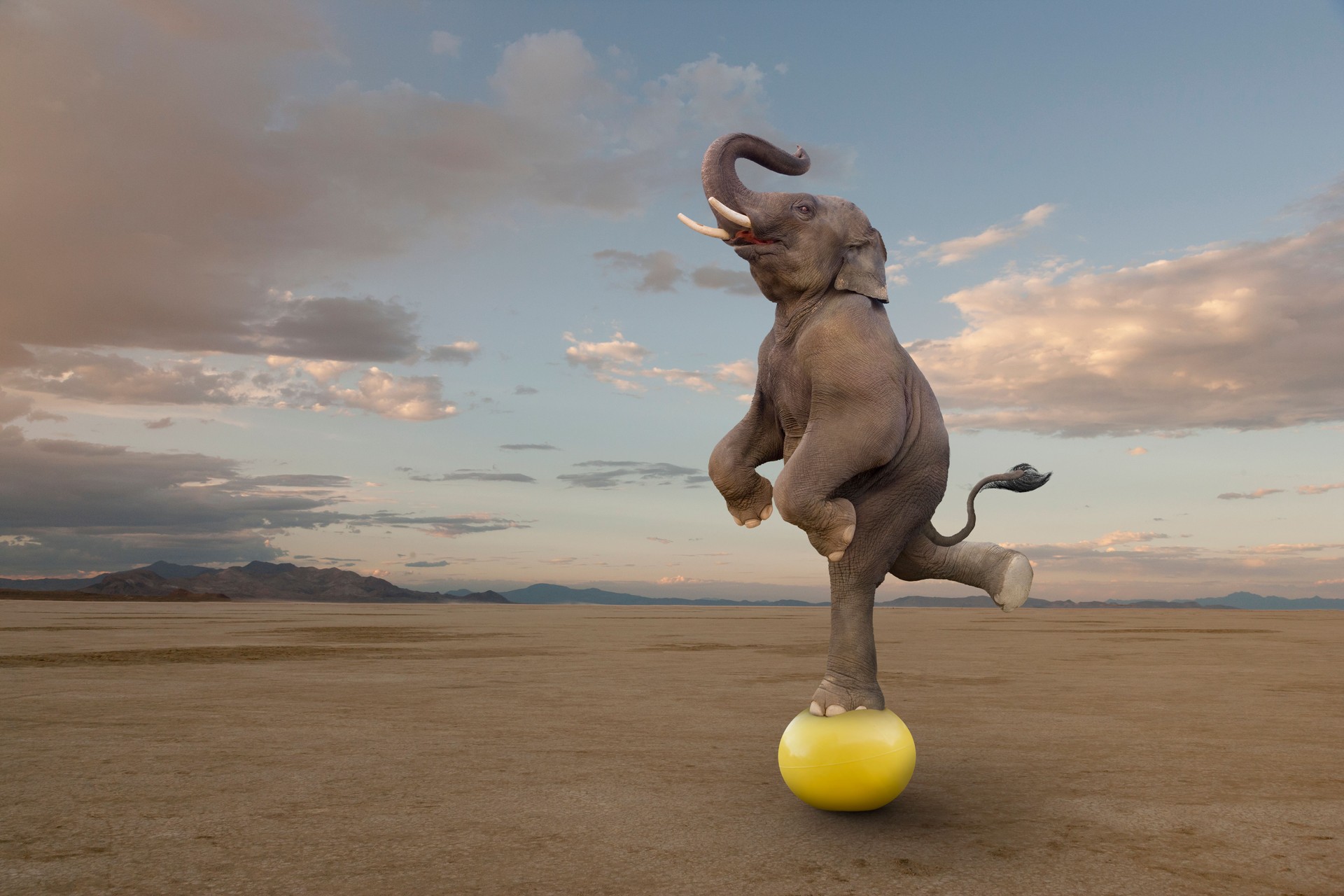 Conceptual image of elephant balancing on ball in desert